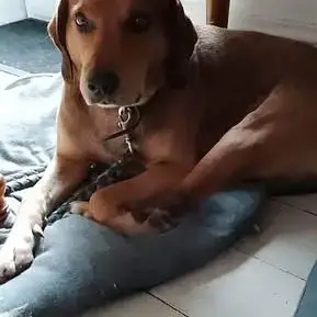 Chien Bandit À L Adoption