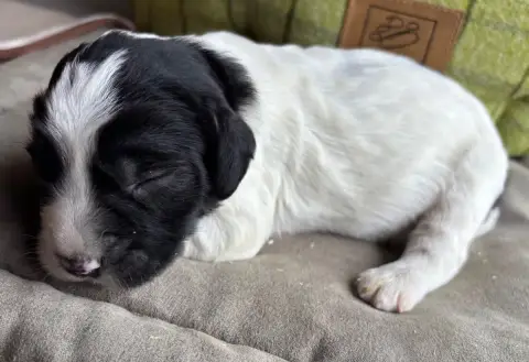 English Springer Spaniel  B.......................... 752c6 photo 3