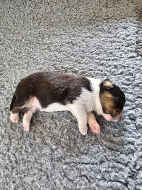 Berger Australien  Chiot 3 Of Luna'S Farm photo 3