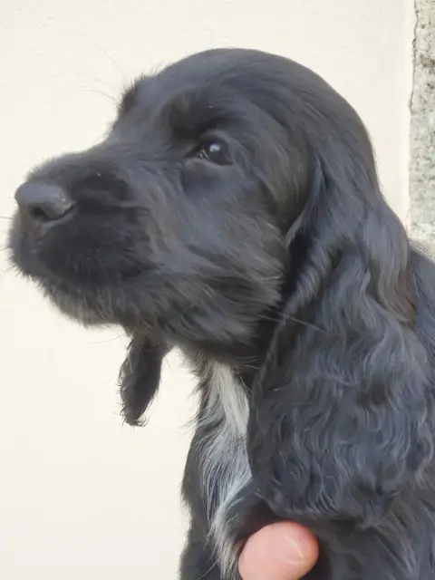 Cocker Spaniel Anglais  Bianca De Lambaol
