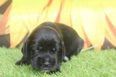 Cocker Spaniel Anglais