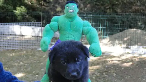 Berger Allemand  Chiot N°1 Du Glaive Noir