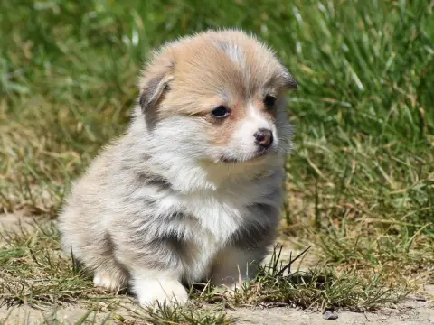 Welsh Corgi Pembroke  Bonny De La Folle Emprise photo 2