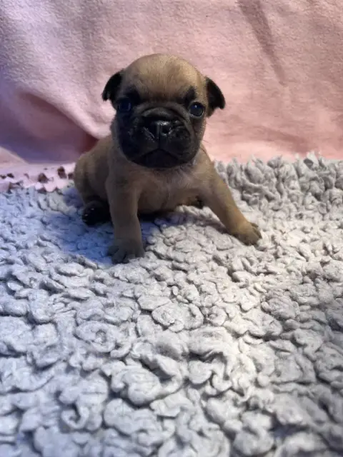 Bouledogue Français  Bleu Clair Of The Peaky'S French 9ae0c