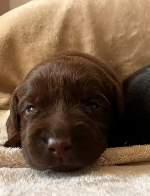 Labrador Retriever  Balista