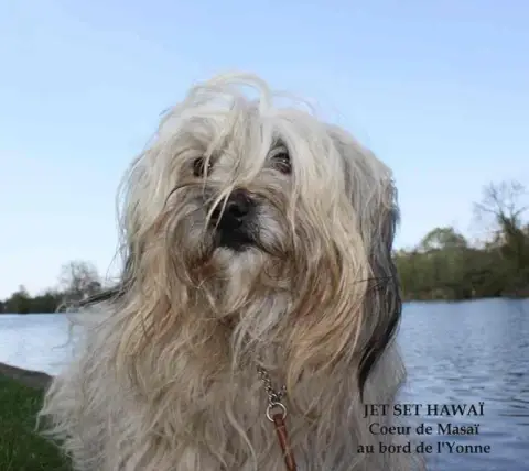 Bichon Havanais  Bignone Choco Coeur De Masai photo 2
