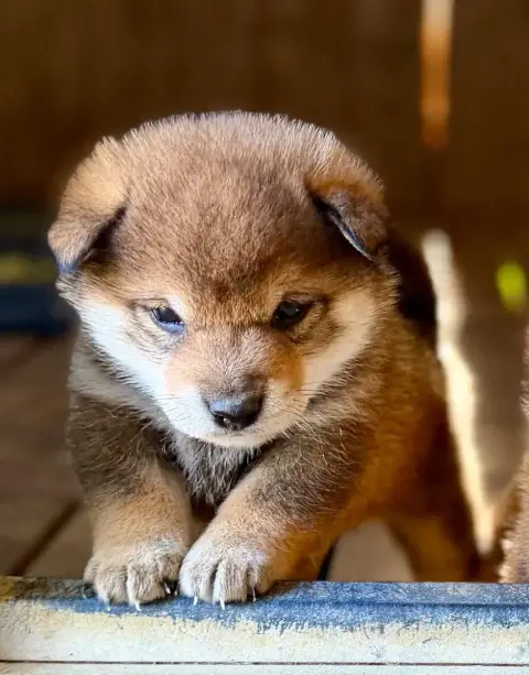 Shiba photo 2
