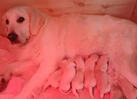 Portée Golden Retriever — Des Terres De La Marquise