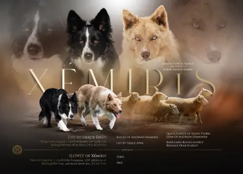 Portée Border Collie — Of Xemiris