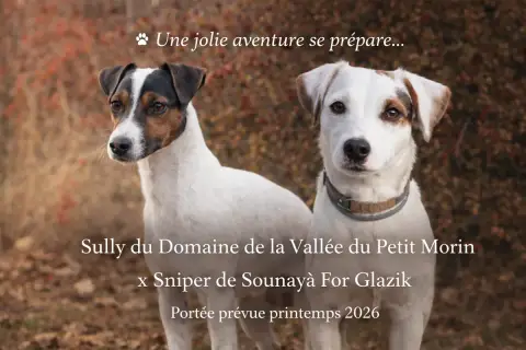 Portée Terrier Du Reverend Russell — Domaine De La Vallee Du