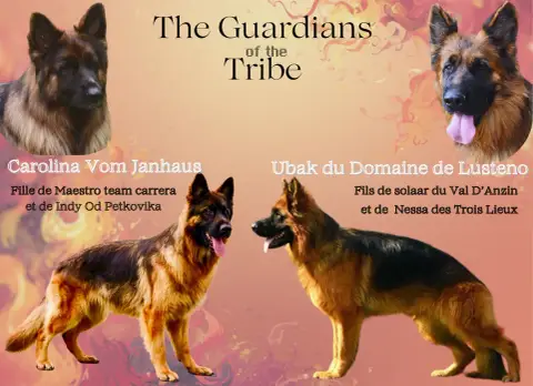 Portée Berger Allemand — Of Guardians Of The Tribe