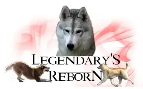 Siberian Husky  Bright Little Soul *Bloom* Of Legenda A5847