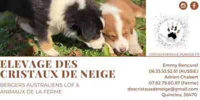 Berger Australien  Boo Des Cristaux De Neige