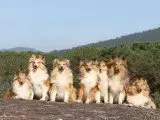Portée Chien De Berger Des Shetland — Des Mille Eclats Des Tournesols