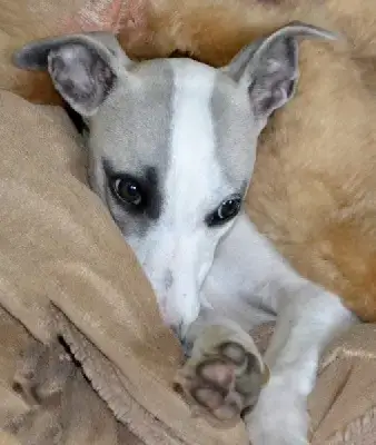 Whippet  Belle Destinee Des Filles D'Eole