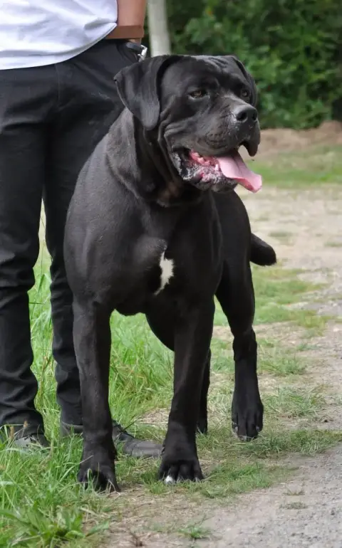 Cane Corso  Betty Boop Des Lares De L'Aurévière