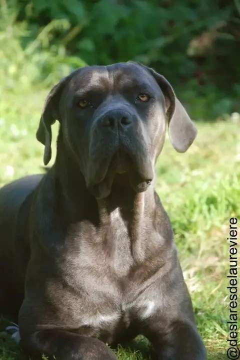 Cane Corso  Betty Boop Des Lares De L'Aurévière photo 2