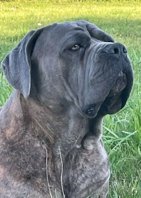 Cane Corso  Betty Boop Des Lares De L'Aurévière photo 3
