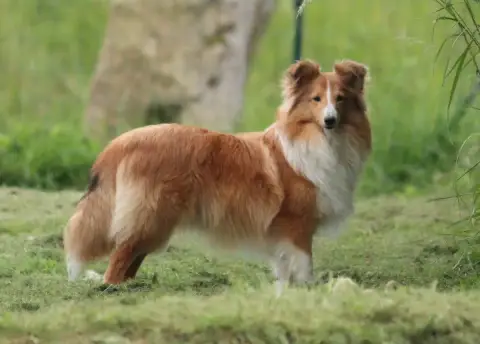Shetland Sheepdog  Bohème (Nom Provisoire) Des Petite a0f62