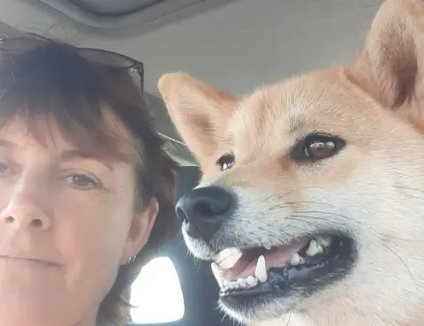 Shiba  Chiot N°4 Du Mas De L'Aspic