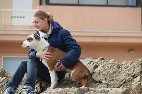 American Staffordshire Terrier  Spider