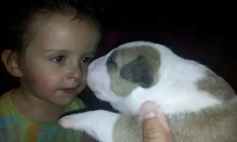 Bull Terrier  Chiot 4 Thud And Cuddles
