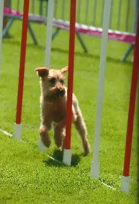 Irish Terrier  Chiot Turquoise Du Paradis D'Oliver