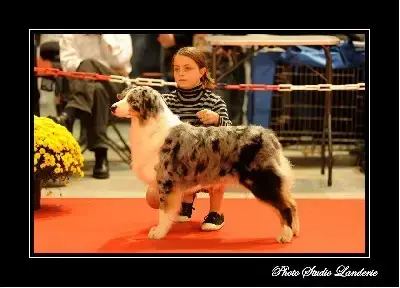 Berger Australien  Chiot N°8 Na Caorrun