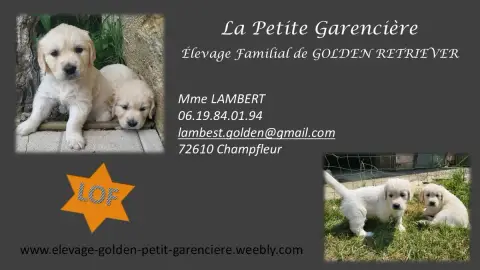 Golden Retriever  Chiot 8 De La Petite Garencière