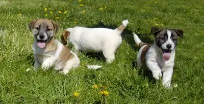 Jack Russell Terrier  Mâle 3 Du Pont Du Riot D'Esnes b485d