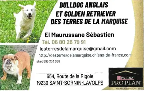 Bulldog Anglais  Boston ( Nom Provisoire) Des Terres  b49a9