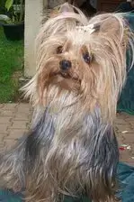 Yorkshire Terrier  Adonis Des Merveilles De Juliette b8552