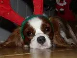 Portée Cavalier King Charles — Du Domaine Des Plaines D'Icare