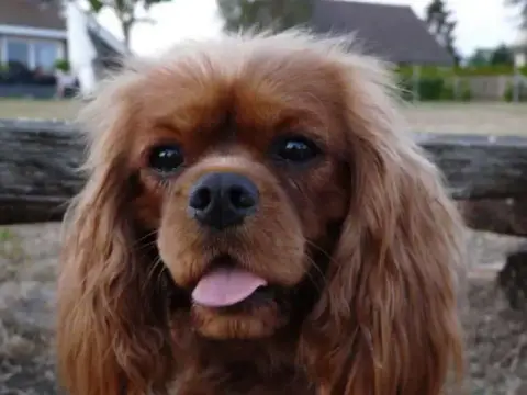 Portée Cavalier King Charles — Du Domaine Des Plaines D'Icare photo 2