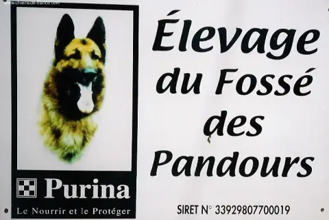 Berger Allemand  Chiot 4 Du Fosse Des Pandours