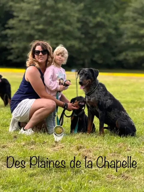 Berger De Beauce  Rouge Des Plaines De La Chapelle