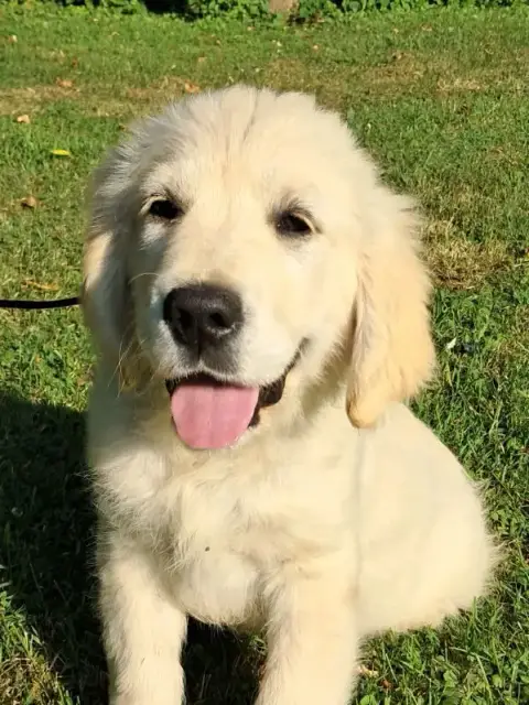 Portée Golden Retriever — De L'Abbaye De Jumieges