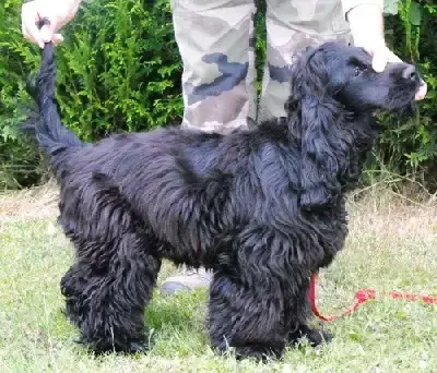 Cocker Spaniel Anglais  Chiot Noir Du Paradis D'Olive b3e39
