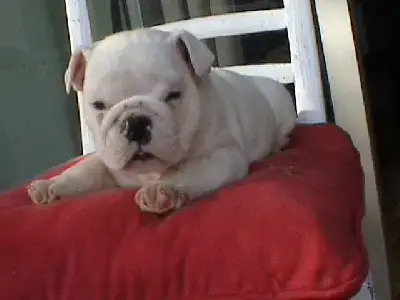 Bulldog Anglais  Barry Of Bulldog For Ever