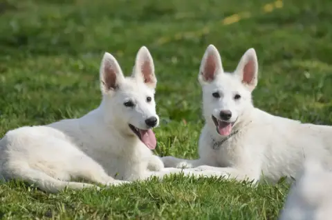 Berger Blanc Suisse  Arys Des Gardiens De Sauron