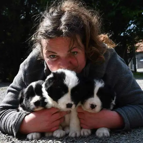 Border Collie  Chiot 3 Of Pacific Spirit