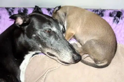 Portée Lévrier Greyhound — Graal Quest