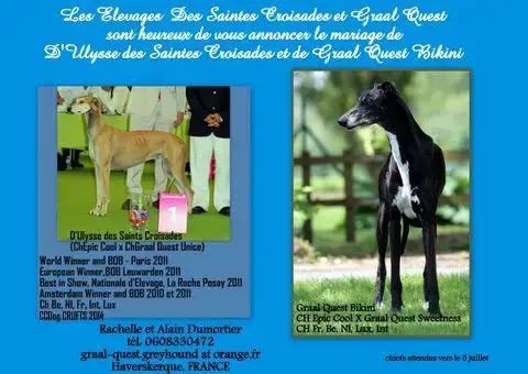 Portée Lévrier Greyhound — Graal Quest photo 2