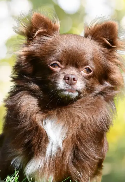 Chihuahua  Bahïa Phreya Des Emeraudes De Nahusha
