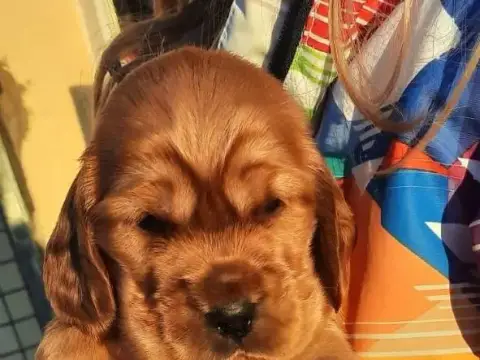 Cocker Spaniel Anglais  Bridget (Ruban Rose) Of Mayaj c6e35