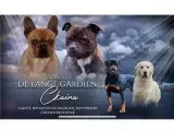 Portée Golden Retriever — De L'Ange Gardien Ckaina