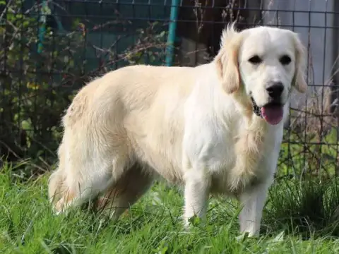 Portée Golden Retriever — De L'Ange Gardien Ckaina photo 2