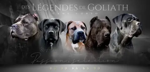 Cane Corso  Chiot 8 Des Légendes De Goliath