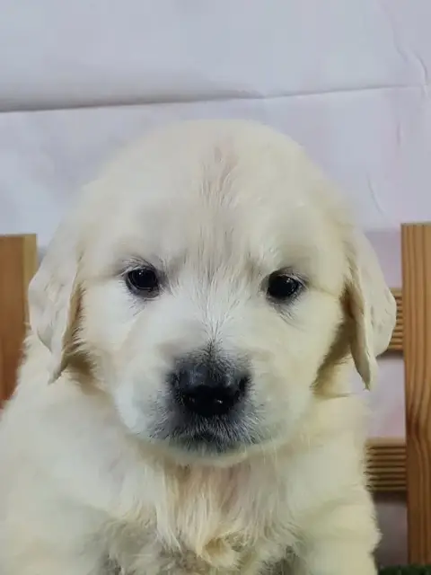 Portée Golden Retriever — Du Mont De La Chenaie