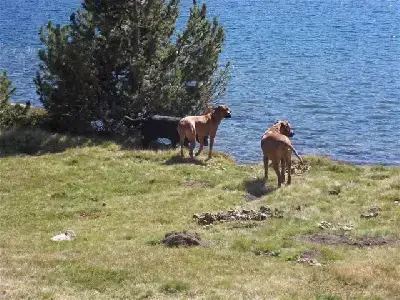 Rhodesian Ridgeback  Noir Hells Rhodesian